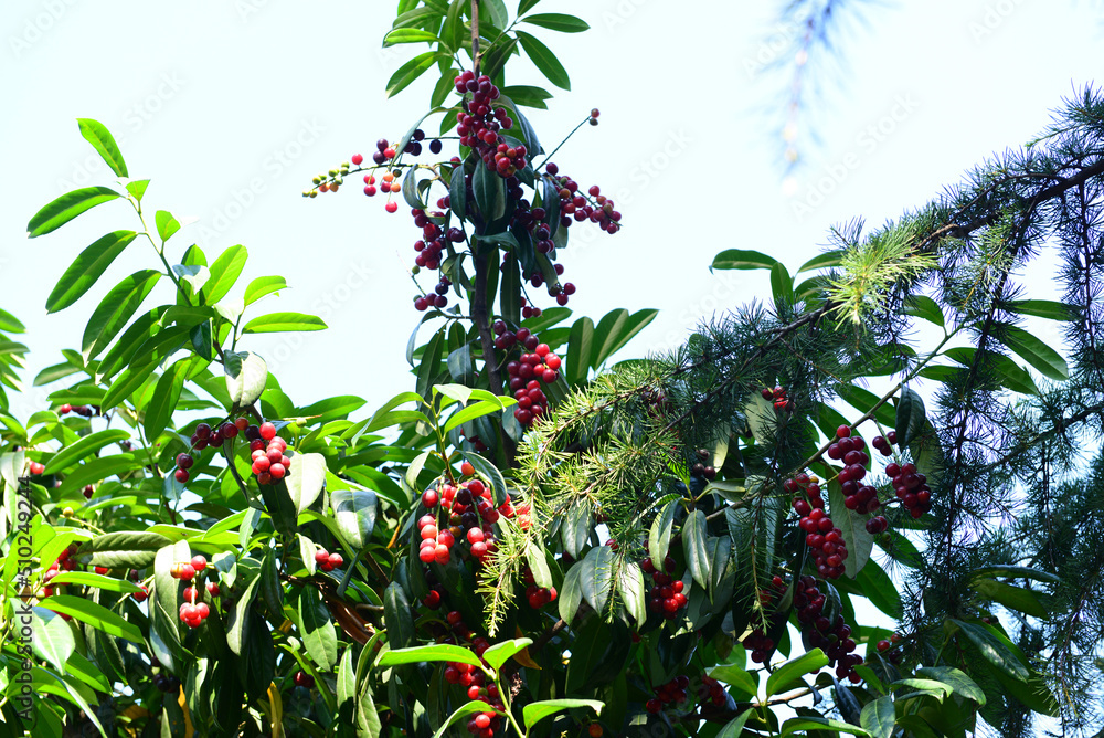 Fototapeta premium Prunus laurocerasus (cherry) in natural habitat 
