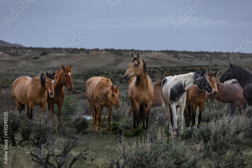 Herd of western ranch horses in the spring.