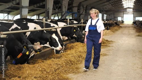 Attractive female dairy farmer walking alone at cow farm