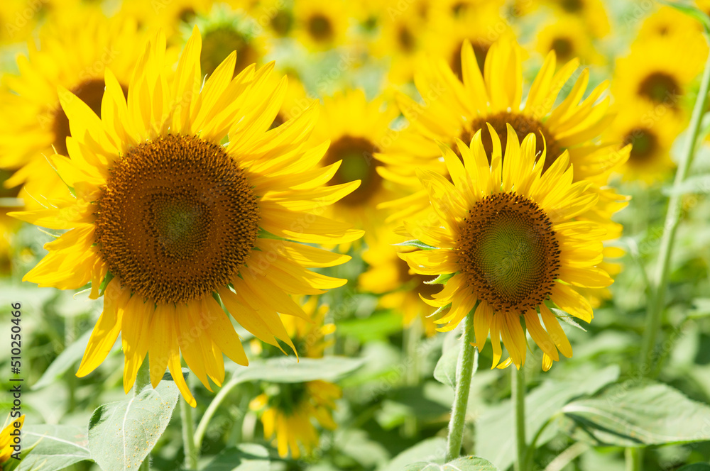 Sunflower, ひまわり Sunflower, ひまわり