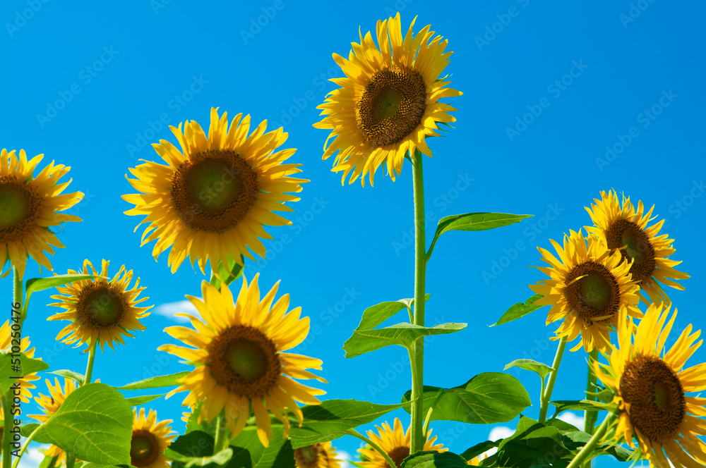 Fototapeta premium Sunflower and blue sky, ひまわりと青空