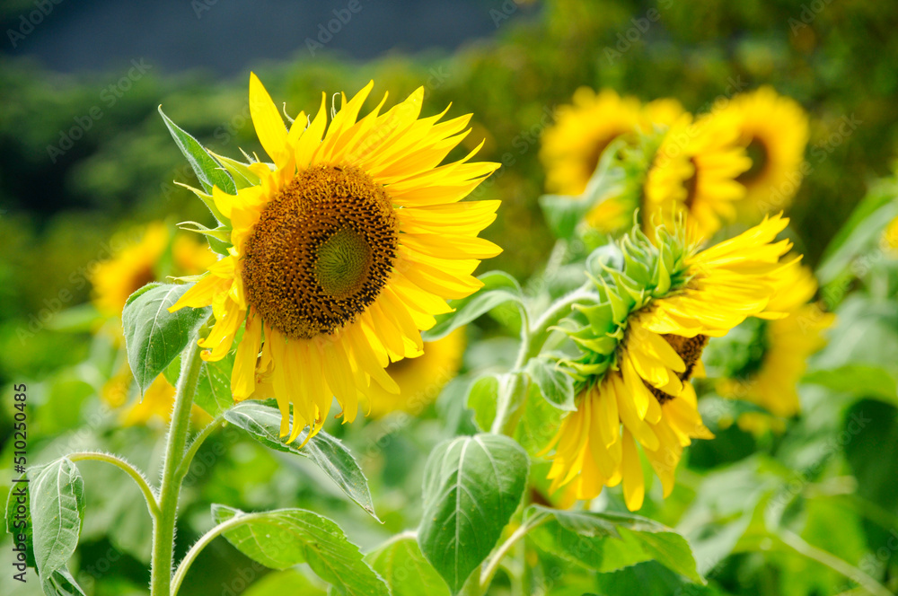 Fototapeta premium Sunflower, ひまわり