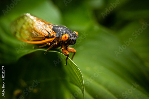 Virginia periodical cicada closeup on green leaf.