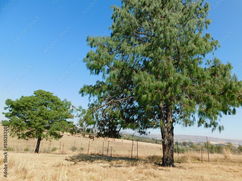 A beautiful, large green Pine Tree