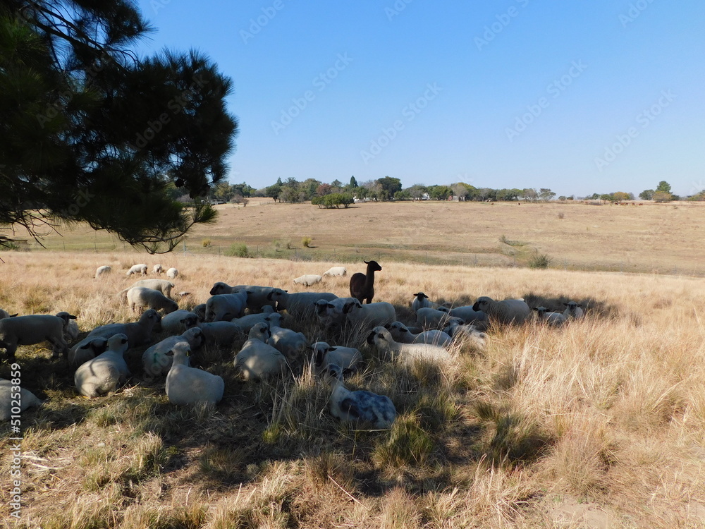 A herd of Hampshire Down Ewe sheep lying in a golden winter's grass field, in a tree's shade, with a large brown Llama standing between them while guarding them A herd of Hampshire Down Ewe sheep lying in a golden winter's grass field, in a tree's shade, with a large brown Llama standing between them while guarding them