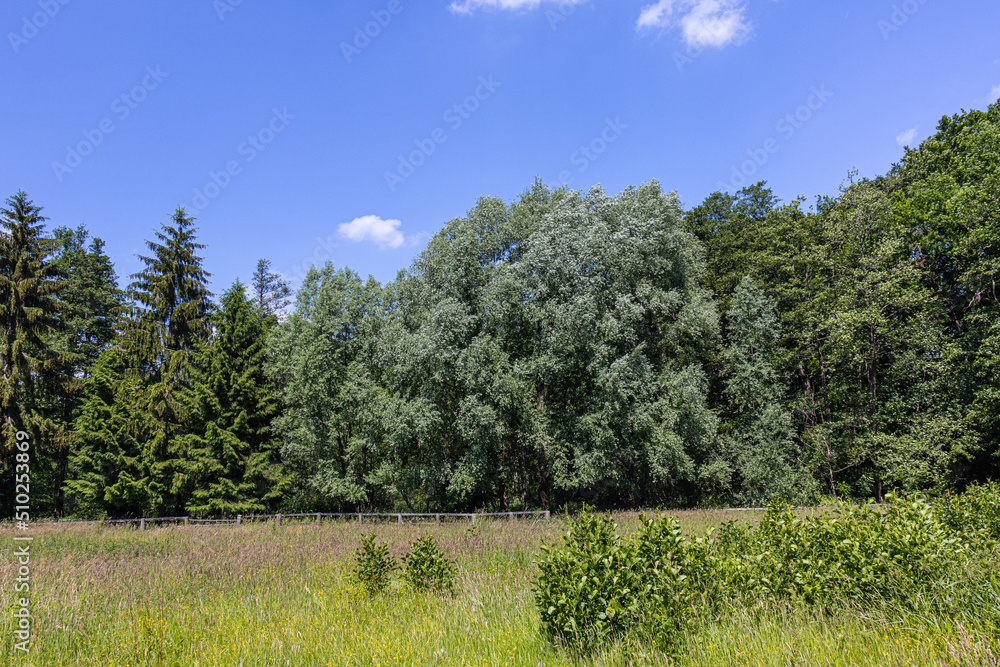 Hahnheide nature reserve near Trittau