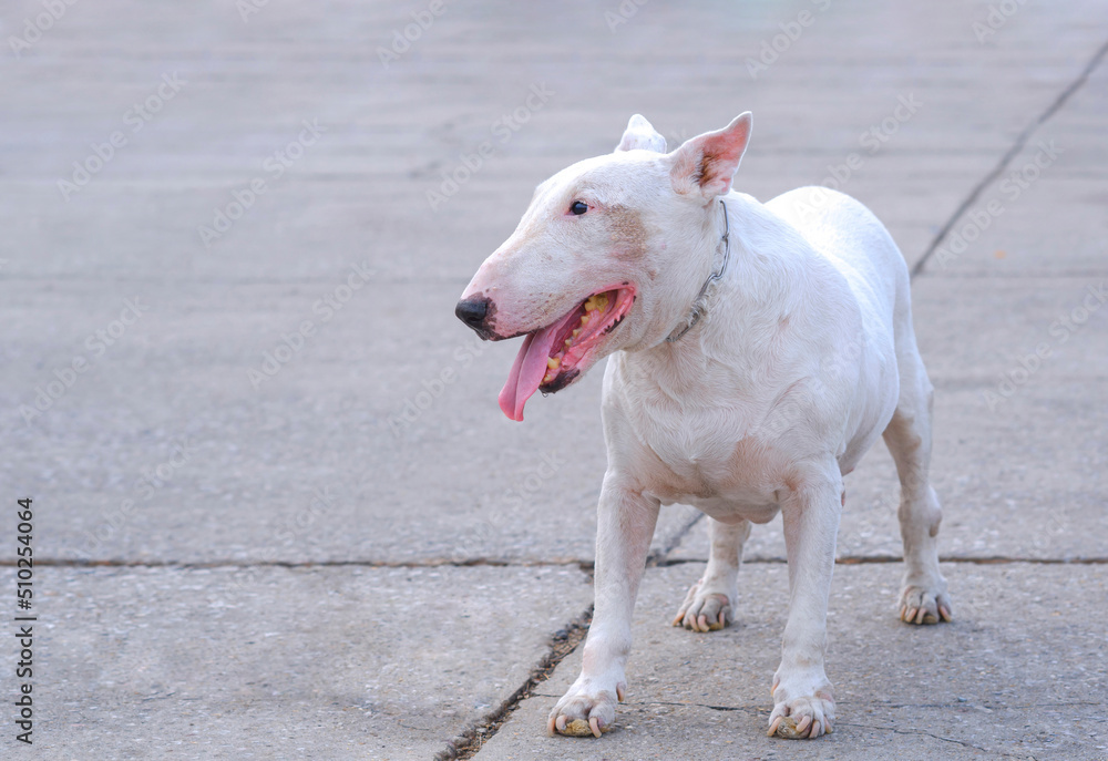 Pet portrait of senior white female English bull terrier (13 year old) standing on wide concrete courtyard in evening time
