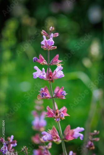 Violett blühender wilder Salbei der gerne von Hummeln besucht wird