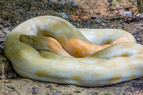 The albino Burmese python (Python bivittatus), it is one of the largest species of snakes. It is native to a large area of Southeast Asia and is listed as Vulnerable on the IUCN Red List. photo