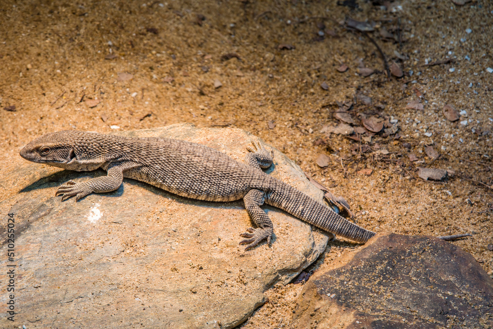Fototapeta premium The savannah monitor (Varanus exanthematicus) is a medium-sized species of monitor lizard native to Africa.
