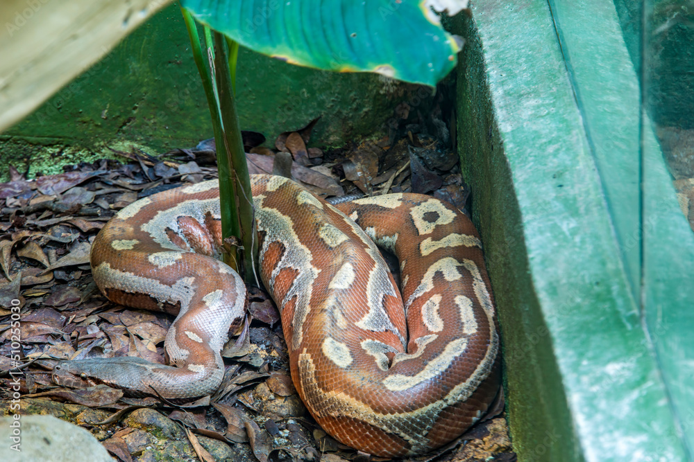 blood python (Python brongersmai) is a species of nonvenomous snake in ...