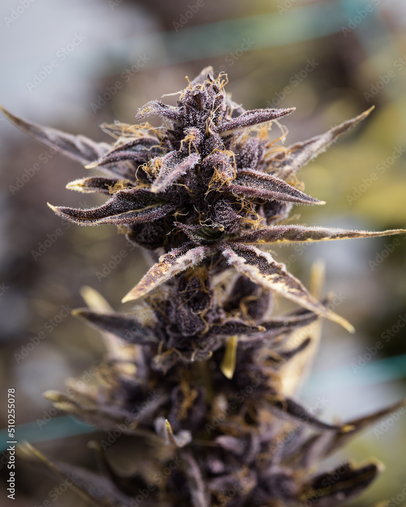 Cannabis plants and buds in the indoor grow room Cannabis plants and buds in the indoor grow room
