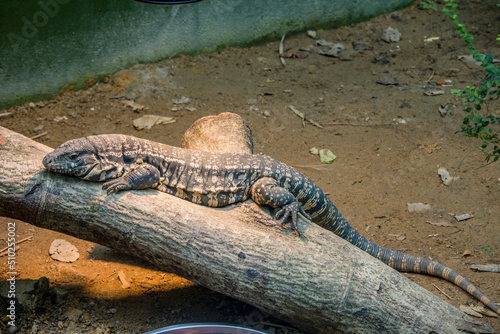 The Argentine black and white tegu (Salvator merianae) is a species of lizard in the family Teiidae. It is an omnivorous species which inhabits the tropical rain forests, savannas and semi-deserts. photo