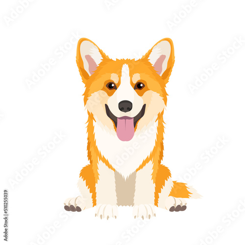 Welsh Corgi Pembroke. Dog breed. Vector picture isolated on white background