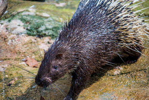 The Malayan porcupine (Hystrix brachyura) is a species of rodent in the family Hystricidae. It is a large and stout-bodied rodent covered with quills which are sharp, rigid structures. 