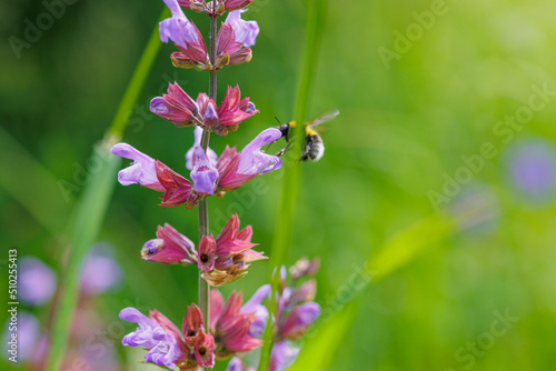 Violett blühender wilder Salbei der gerne von Hummeln besucht wird