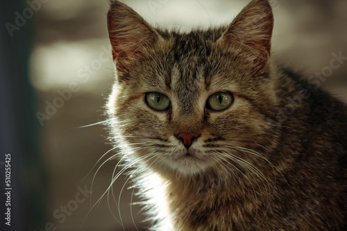 close up of cat © Ekaterina