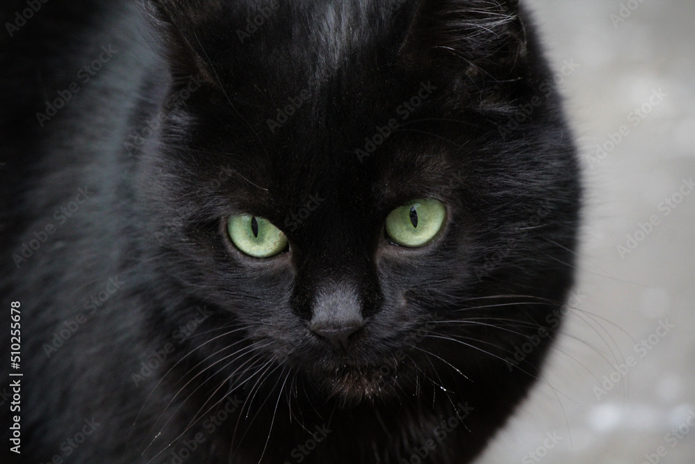 black cat portrait black cat portrait