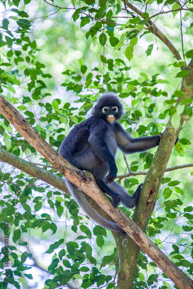 A wild dusky leaf monkey (Trachypithecus obscurus) is sitting on the platform of Zoo Melaka Malaysia. It is a species of primate in the family Cercopithecidae. A wild dusky leaf monkey (Trachypithecus obscurus) is sitting on the platform of Zoo Melaka Malaysia. It is a species of primate in the family Cercopithecidae.