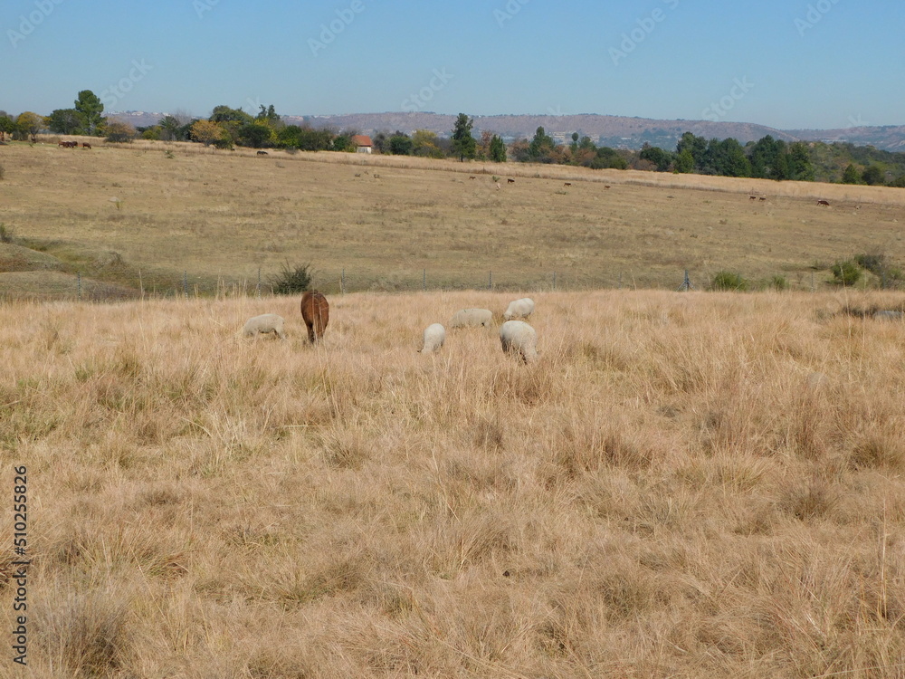 A winter's grassland landscape with brown, gold and green long grasses, rows of green trees on the hilltop horizon under a clear blue sky in Gauteng, South Africa A winter's grassland landscape with brown, gold and green long grasses, rows of green trees on the hilltop horizon under a clear blue sky in Gauteng, South Africa