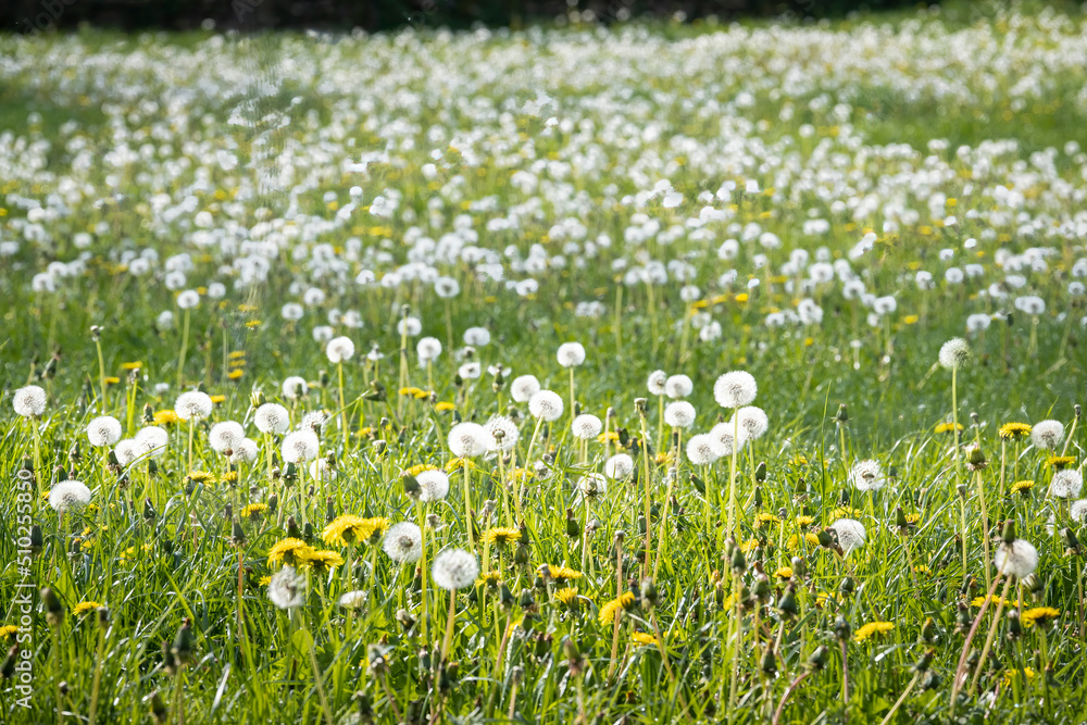 meadow full of dandelions, grass and yellow wildflowers, spring in the field, selective focus and blur front and back