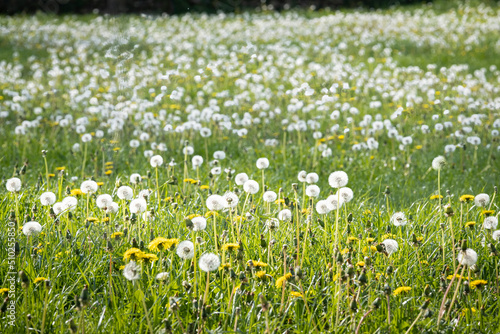 meadow full of dandelions, grass and yellow wildflowers, spring in the field, selective focus and blur front and back