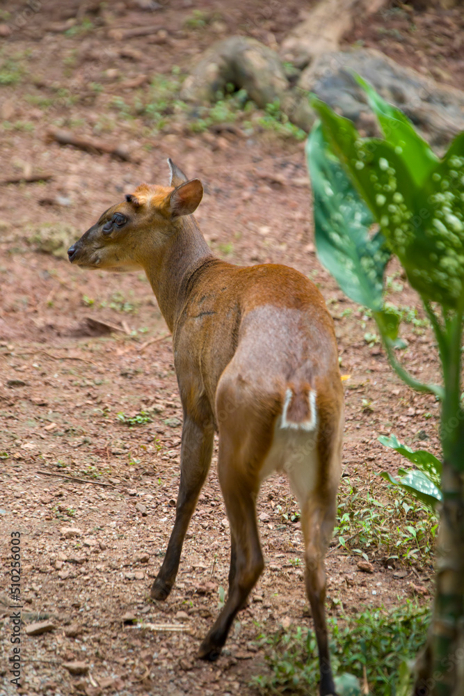 The Indian muntjac (Muntiacus muntjak) is a deer species native to South and Southeast Asia.
It has soft, short, brownish or greyish hair, sometimes with creamy markings. The Indian muntjac (Muntiacus muntjak) is a deer species native to South and Southeast Asia.
It has soft, short, brownish or greyish hair, sometimes with creamy markings.