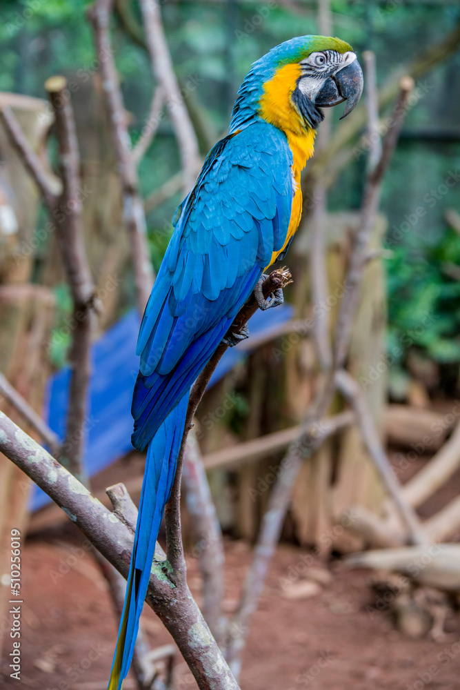 Obraz premium The closeup image of Blue-and-yellow macaw (ara ararauna). It is a large South American parrot with mostly blue top parts and light orange underparts, with gradient hues of green on top of its head.