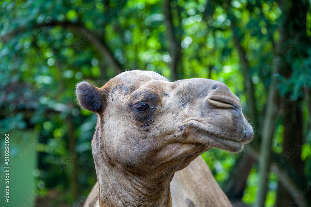the closeup image of the The dromedary camel  (Camelus dromedarius) head. It  is a large even-toed ungulate, of the genus Camelus, with one hump on its back.