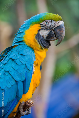 The closeup image of Blue-and-yellow macaw (ara ararauna).   It is a large South American parrot with mostly blue top parts and light orange underparts, with gradient hues of green on top of its head. © Danny Ye