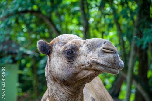 the closeup image of the The dromedary camel (Camelus dromedarius) head. It is a large even-toed ungulate, of the genus Camelus, with one hump on its back.