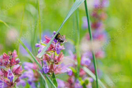 Violett blühender wilder Salbei der gerne von Hummeln besucht wird