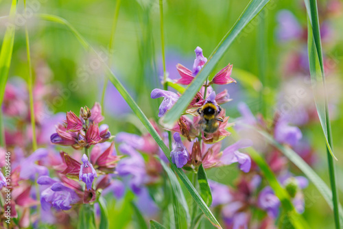 Violett blühender wilder Salbei der gerne von Hummeln besucht wird
