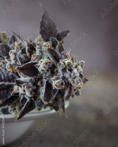 Fresh harvested cannabis flower and buds against a neutral background photo