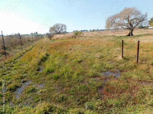 Water sprinklers watering a lush bright green oats plantation field that is surrounded by dull brown grasses, hilltops, and farm landscape under a clear blue and white sky