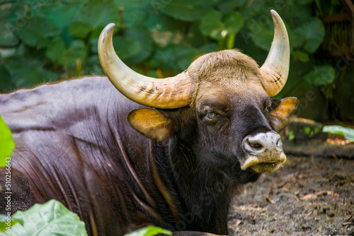 The gaur ( Bos gaurus), also called the Indian bison, is the largest extant bovine. This species is native to South and Southeast Asia.  photo