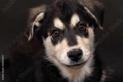 Portrait of the head of a large half-breed shepherd puppy  black with light markings. Close-up  selective focus