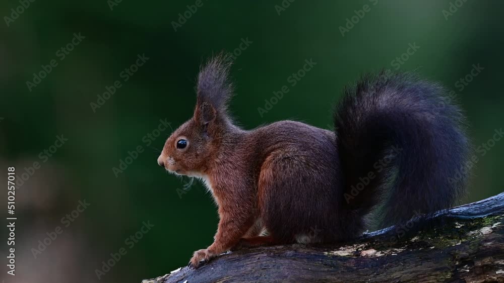 European red squirrel sitting on dead wood looking for hazelnuts, winter, north rhine westphalia, (sciurus vulgaris), germany
European red squirrel sitting on dead wood looking for hazelnuts, winter, north rhine westphalia, (sciurus vulgaris), germany