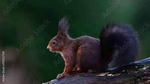 European red squirrel sitting on dead wood looking for hazelnuts, winter, north rhine westphalia, (sciurus vulgaris), germany
 photo