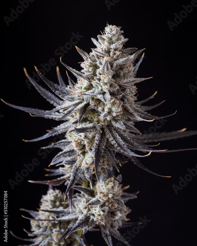 Fresh harvested cannabis bud and flower against a black background