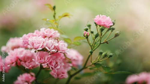 Pink The Fairy rose in a garden. Wide, banner photo.