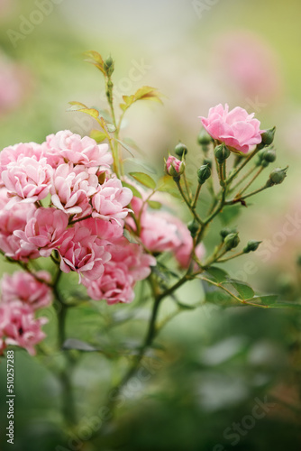 Beautiful close up of a many pink rose flower heads of the garden
