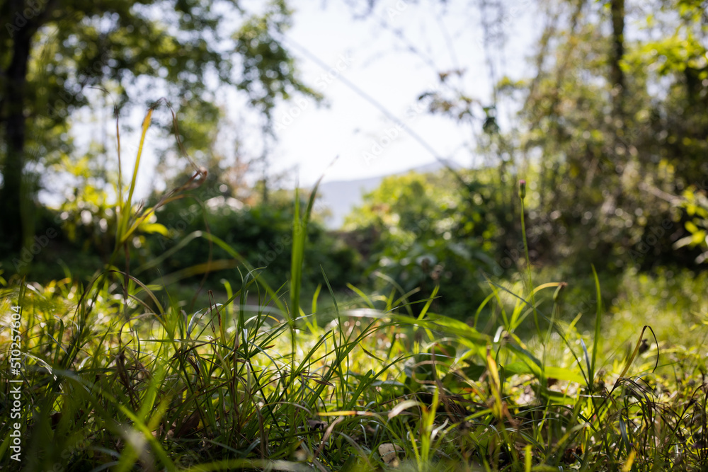 green grass in the morning, under sunlight green grass in the morning, under sunlight