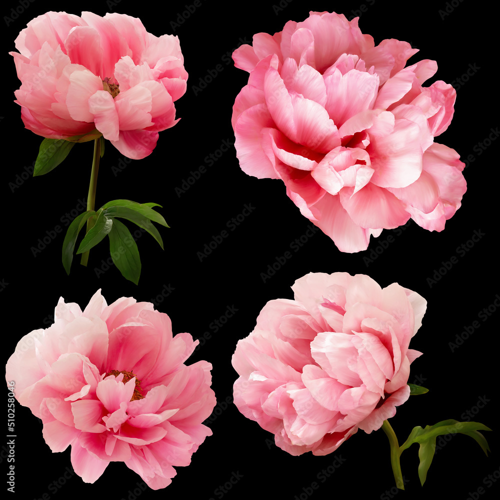 Pink  peony isolated on black background. Floral arrangement, bouquet of garden flowers. Can be used for invitations, greeting, wedding card.