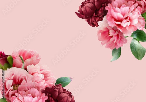 Fototapeta Naklejka Na Ścianę i Meble -  Floral banner, header with copy space. Pink and red peony isolated on pastel background. Natural flowers wallpaper or greeting card.