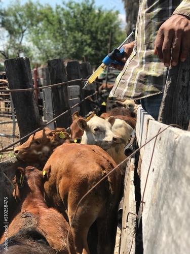 Veterinarian working with cattle
