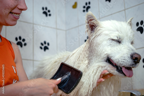 Professional female groomer giving a bath and brushing a Siberian Samoyed, White Husky dog in a pet salon.