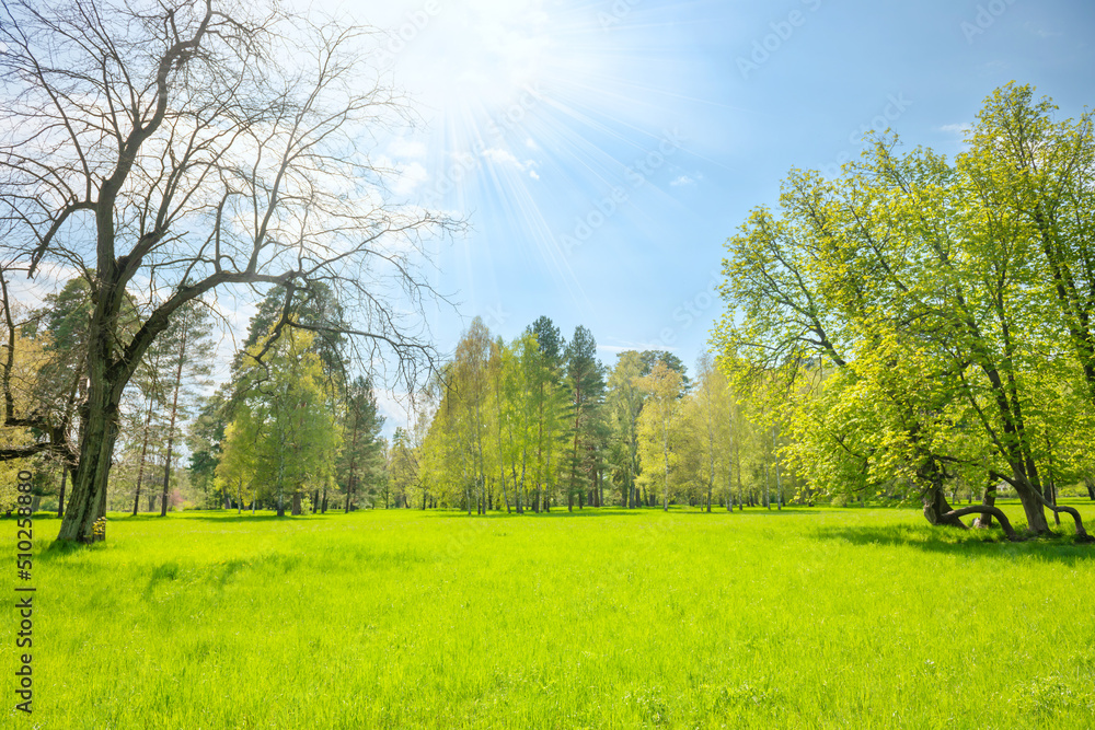 Green park forest with green trees and green grass on green field Green park forest with green trees and green grass on green field