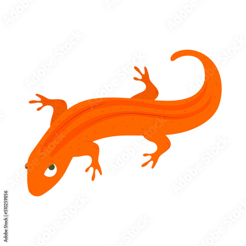 lizard amphibian animal