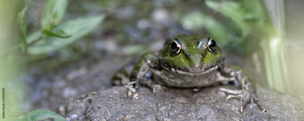 Obraz premium grenouille rieuse 